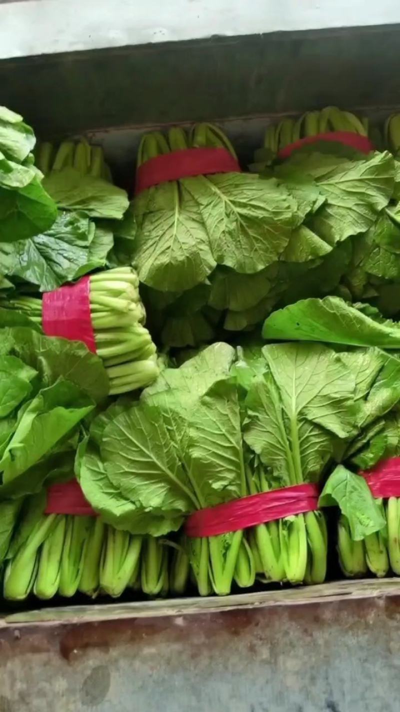 精品小白菜产地直销，质量有保证，货源充足欢迎随时下单