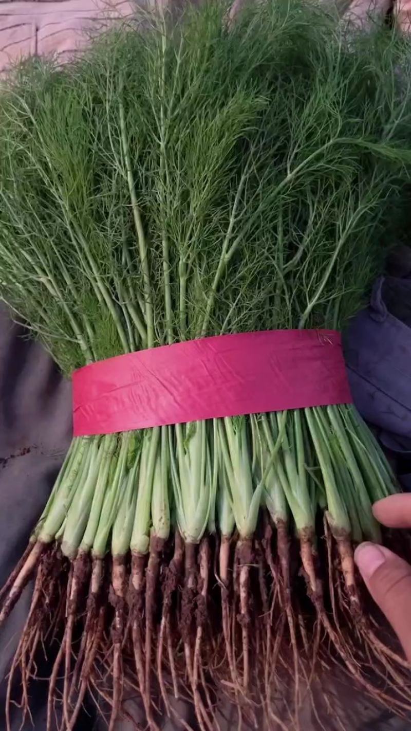 精品茴香产地直销规格齐全价格透明欢迎来电采购交流！