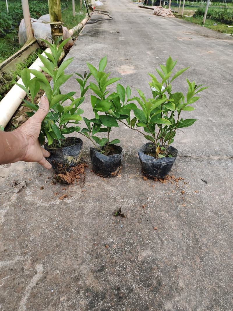 7斤袋双色茉莉，纯红泥种植，一手货源，诚信经营欢迎来电.