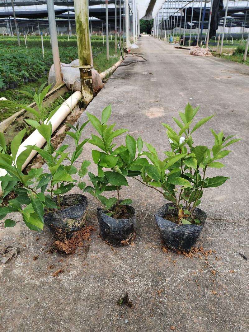 7斤袋双色茉莉，纯红泥种植，一手货源，诚信经营欢迎来电.