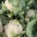 【精品菜花】河北邯郸菜花保质保量基地直供欢迎合作