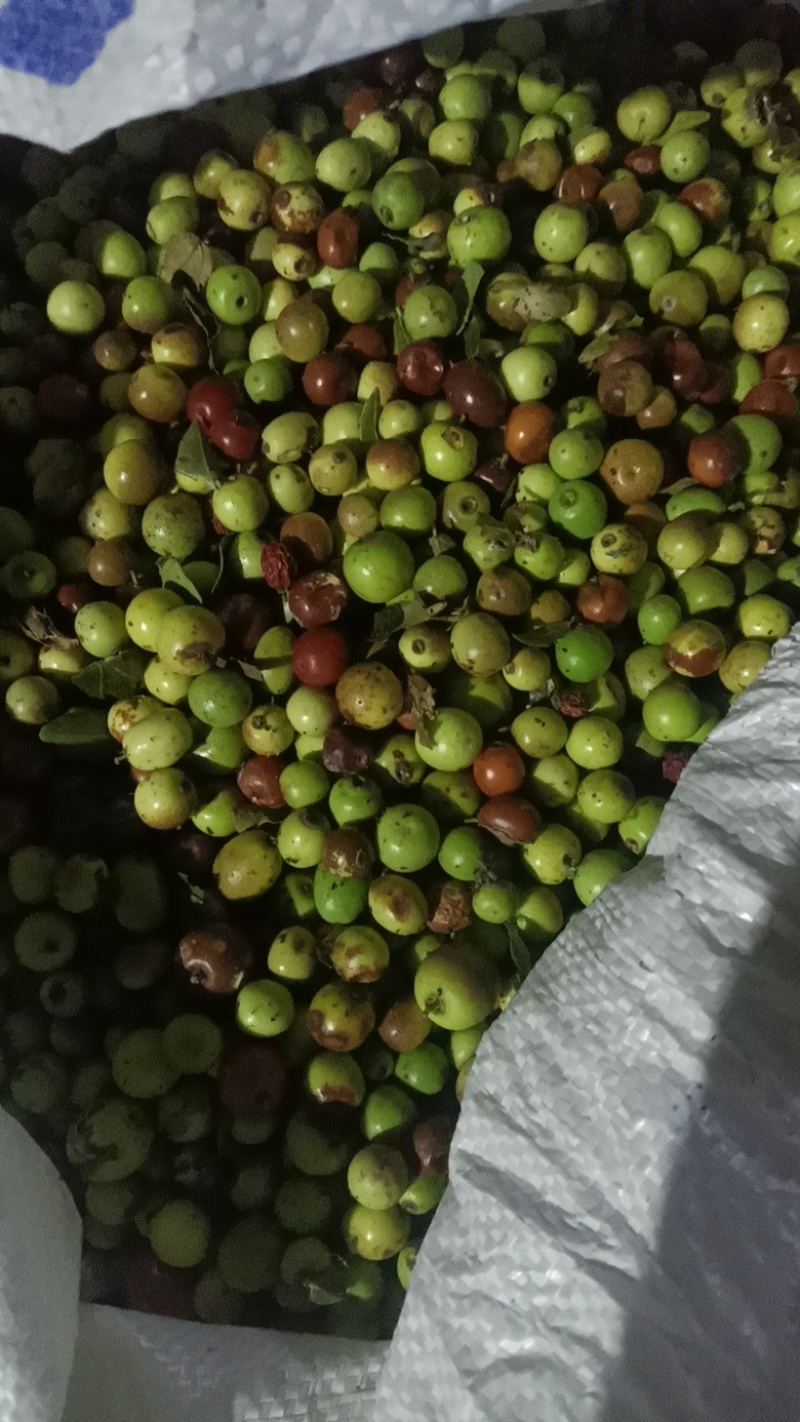 【酸枣】甘肃酸枣枣大枣产地发货货源充足