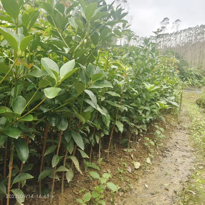 东荣八角嫁接苗，大红八角嫁接苗小杯苗大杯苗