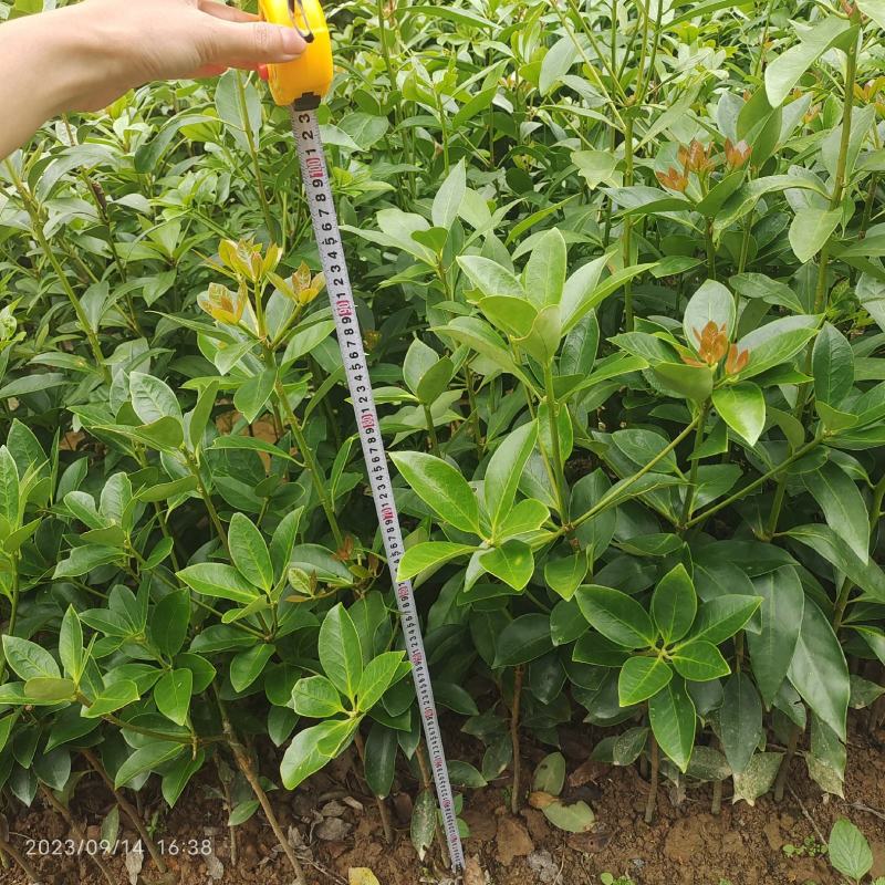 东荣八角嫁接苗，大红八角嫁接苗小杯苗大杯苗