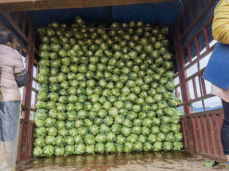 高山冷凉蔬菜，品质保证，做工专业，基地种植无中间商。