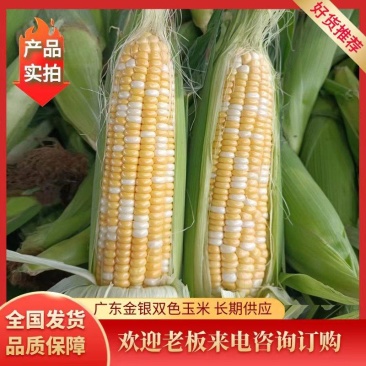 金银玉米水果玉米双色玉米广东产地大量货供应电商平台