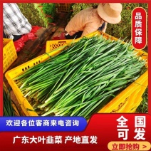 广东大叶韭菜精品韭菜长期有货供应质量保证