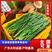 广东大叶韭菜精品韭菜长期有货供应质量保证