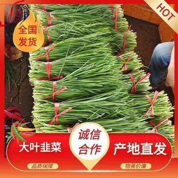 广东大叶韭菜货源稳定长期供应精品韭菜质量保证