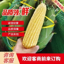 广东水果玉米甜玉米太阳花产地直发**电商超市