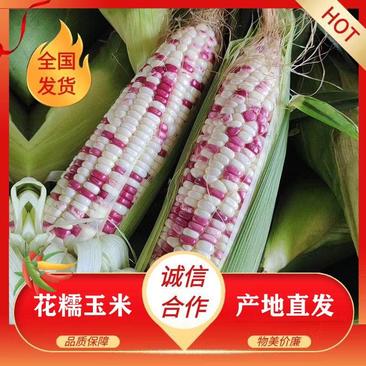 广东玉米花糯玉米水果玉米大量供应电商超市甜糯玉米