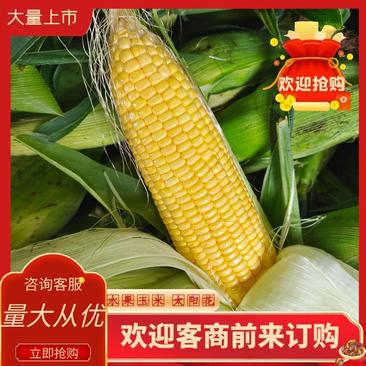 广东水果玉米太阳花甜玉米大量现货长期供应电商超市质量保证