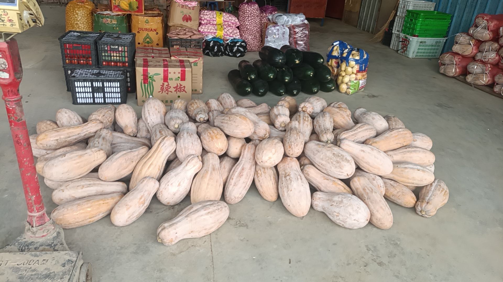 一位中年女性在露天农贸市场蹲下身子,双手托起一个蜜本南瓜仔细查看底部纹路和重量,摊主在一旁微笑介绍;周围摆放多个不同品种的老南瓜,阳光照射下南瓜表面泛着自然蜡光,体现真实选购情境 农贸市场挑选老南瓜场景