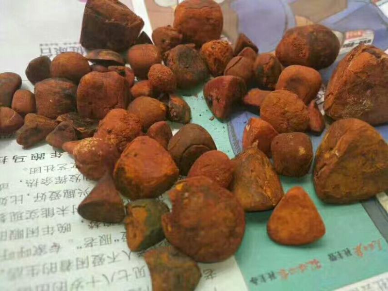 新鲜天然牛黄屠宰场供应还有货湿哒哒的新鲜货干
