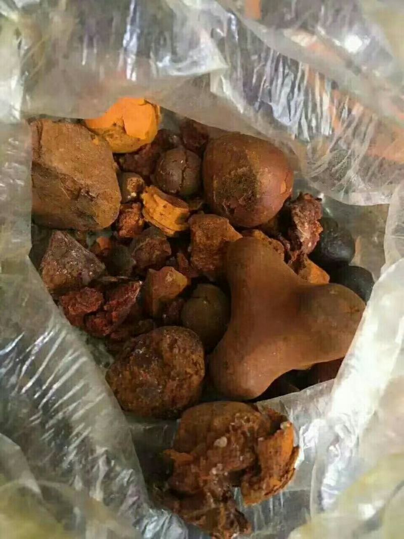 新鲜天然牛黄屠宰场供应还有货湿哒哒的新鲜货干