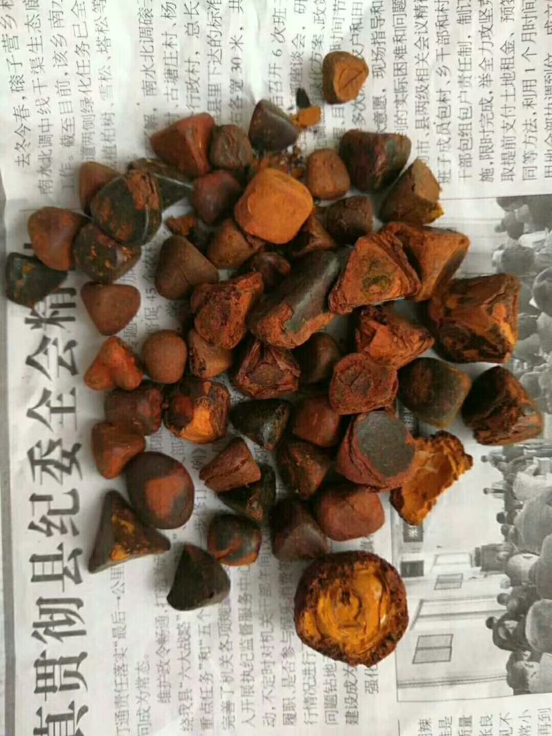 新鲜天然牛黄屠宰场供应还有货湿哒哒的新鲜货干