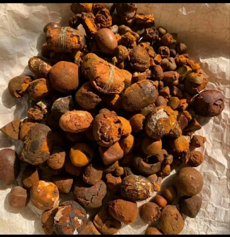 新鲜天然牛黄屠宰场供应还有货湿哒哒的新鲜货干
