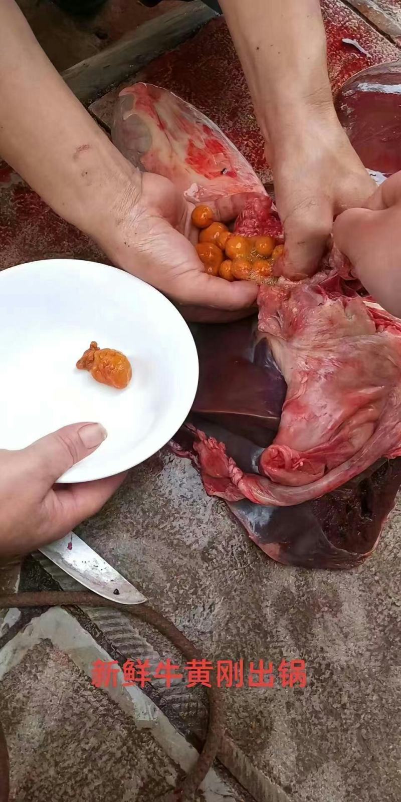 新鲜天然牛黄屠宰场供应还有货湿哒哒的新鲜货干