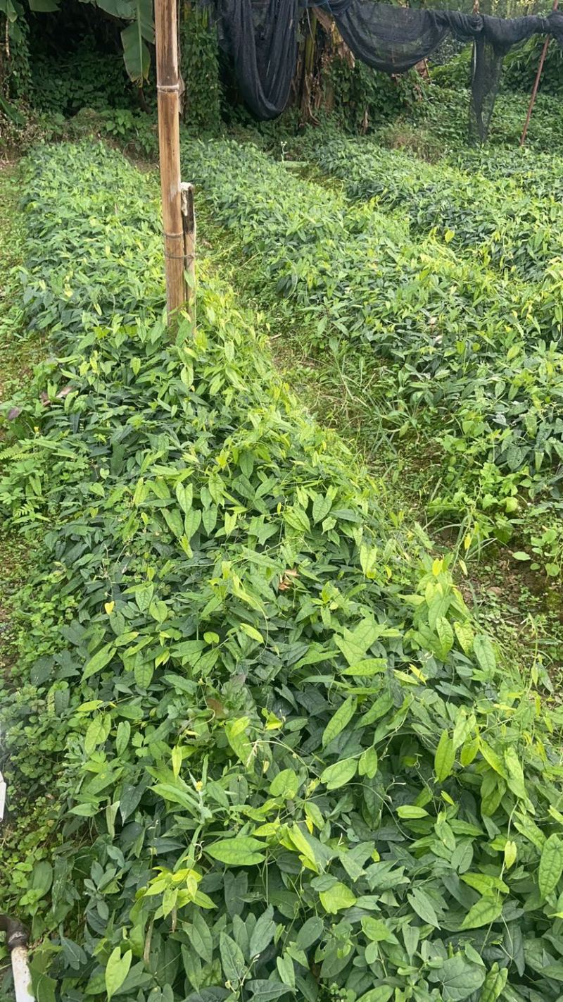 金果榄种苗