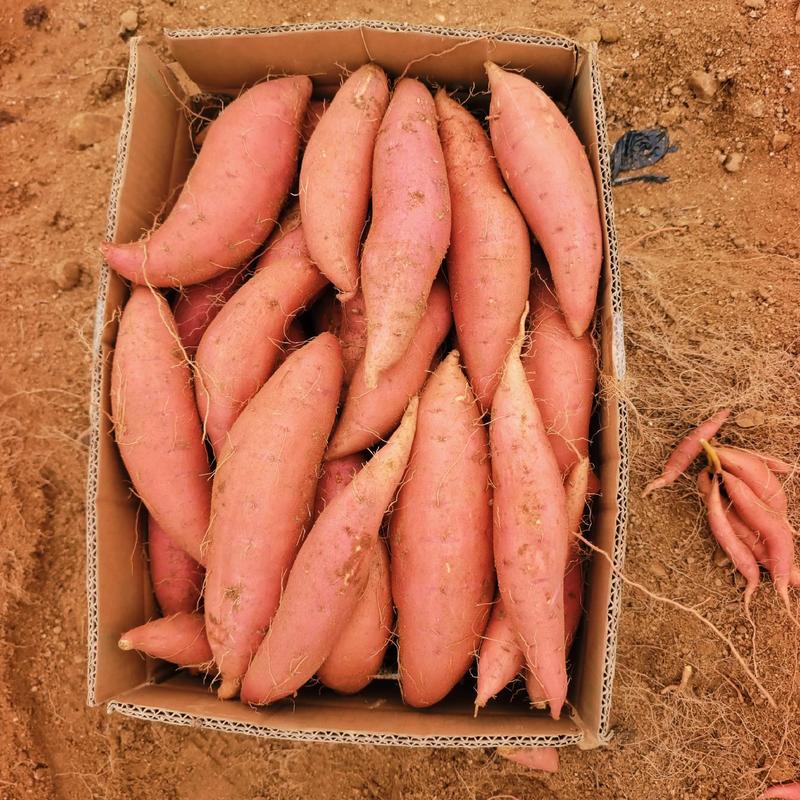 烟薯25电商货赶集货市场货丘陵沙地种植全国发货