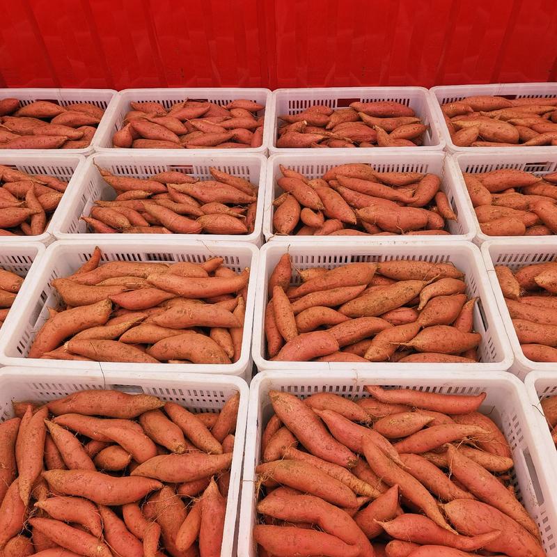 烟薯25电商货赶集货市场货丘陵沙地种植全国发货