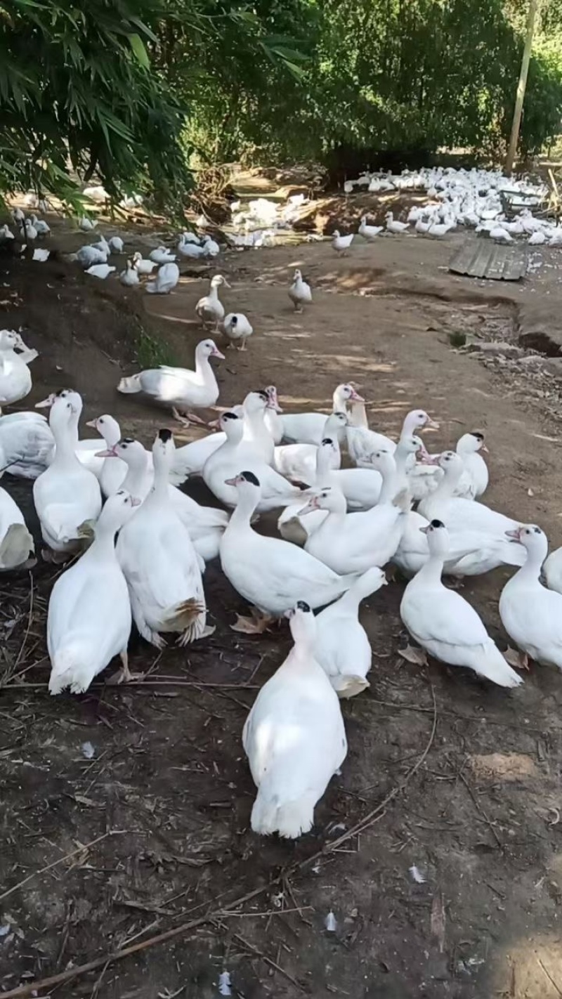 中母