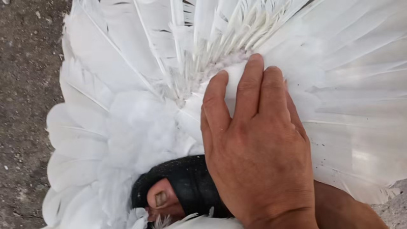 中母