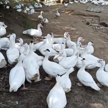 中母