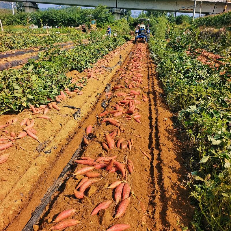 西瓜红红薯市场货赶集货丘陵沙地西瓜红货源充足随到随装
