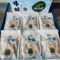 免浆牛蛙块（无抗）500g×20包，活蛙屠宰，品质保证！