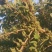 特选药用高产大果连翘优质种苗