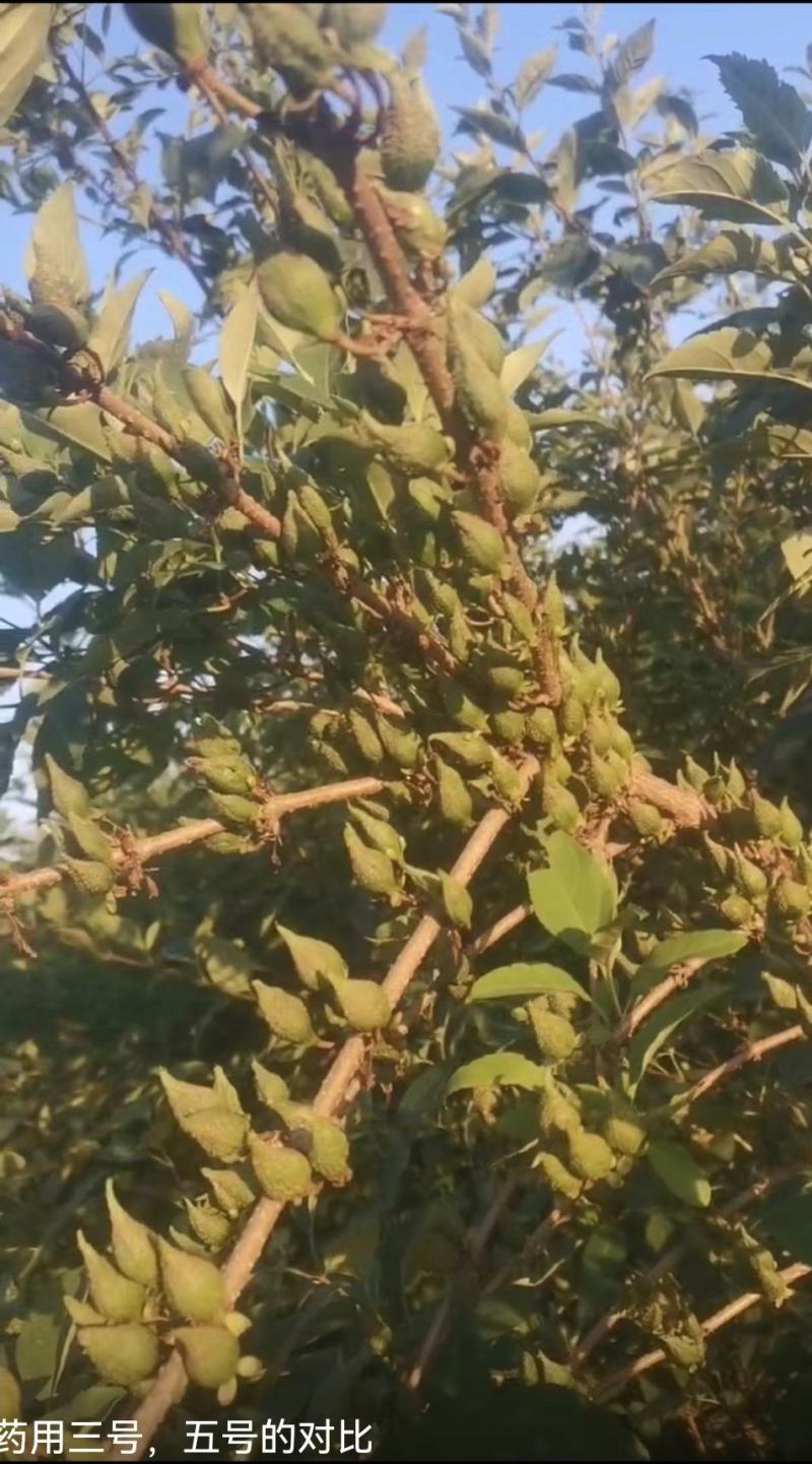 特选药用高产大果连翘优质种苗