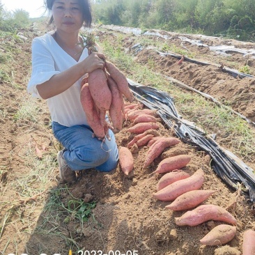 河南糖心小蜜薯正宗农户种2023年新鲜烟薯25烤红薯专用