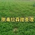 【草莓苗】妙香七号天仙醉银川基地直供视频看货自由选择