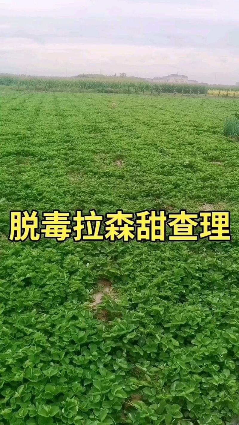 【草莓苗】妙香七号天仙醉银川基地直供视频看货自由选择
