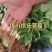【草莓苗】妙香七号天仙醉银川基地直供视频看货自由选择