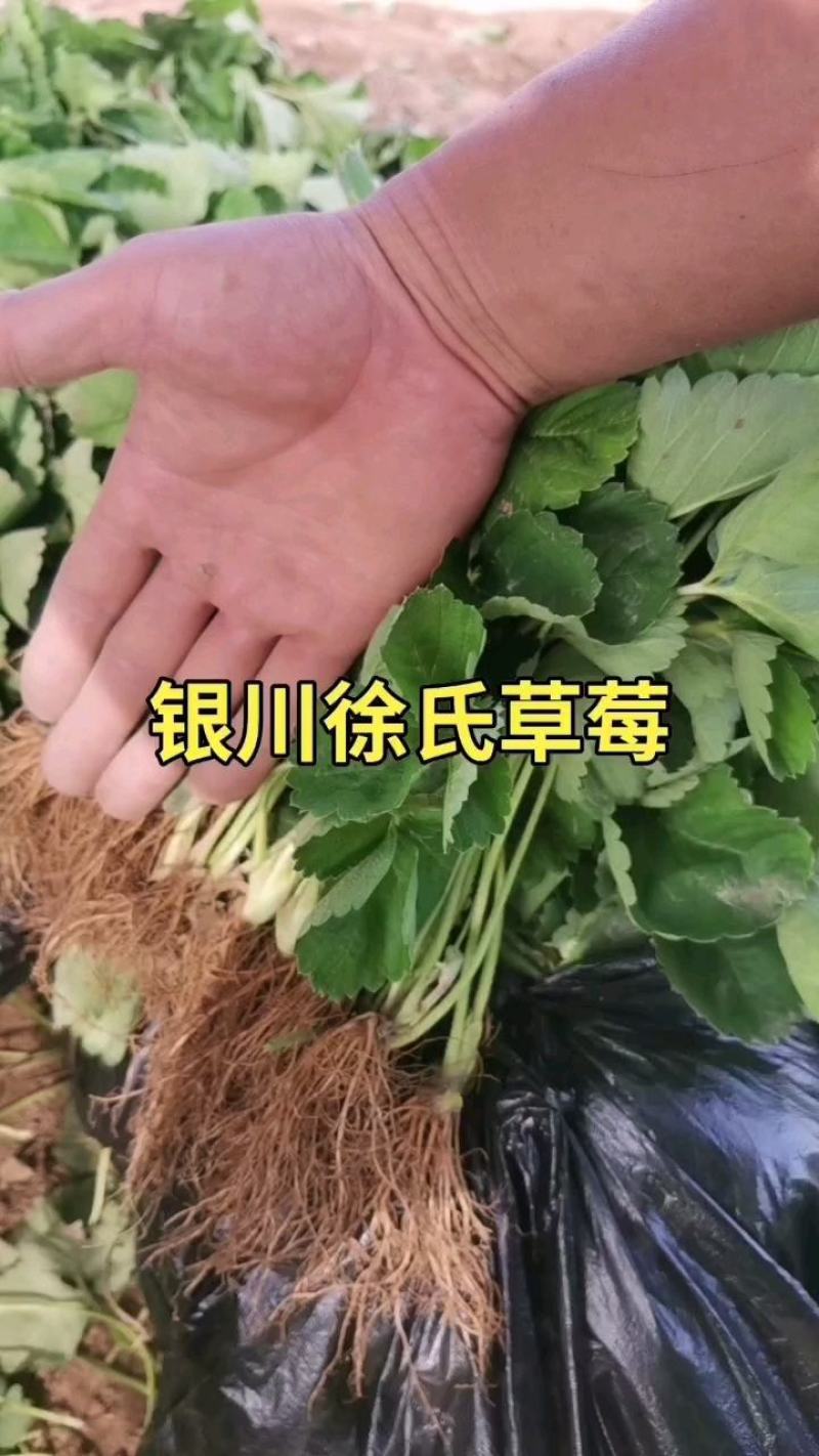 【草莓苗】妙香七号天仙醉银川基地直供视频看货自由选择