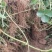 【草莓苗】妙香七号天仙醉银川基地直供视频看货自由选择