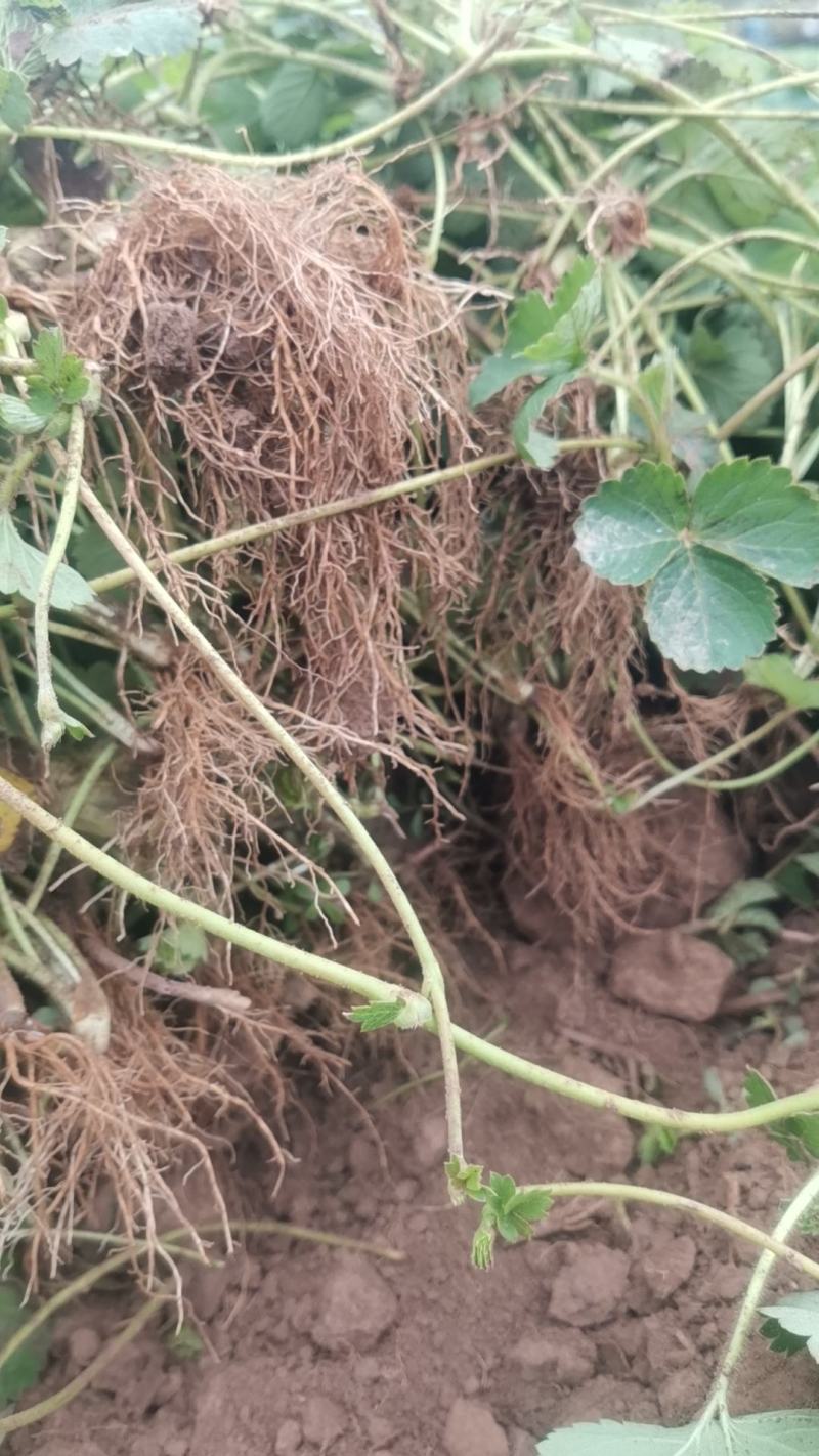 【草莓苗】妙香七号天仙醉银川基地直供视频看货自由选择