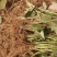 【草莓苗】妙香七号天仙醉银川基地直供视频看货自由选择