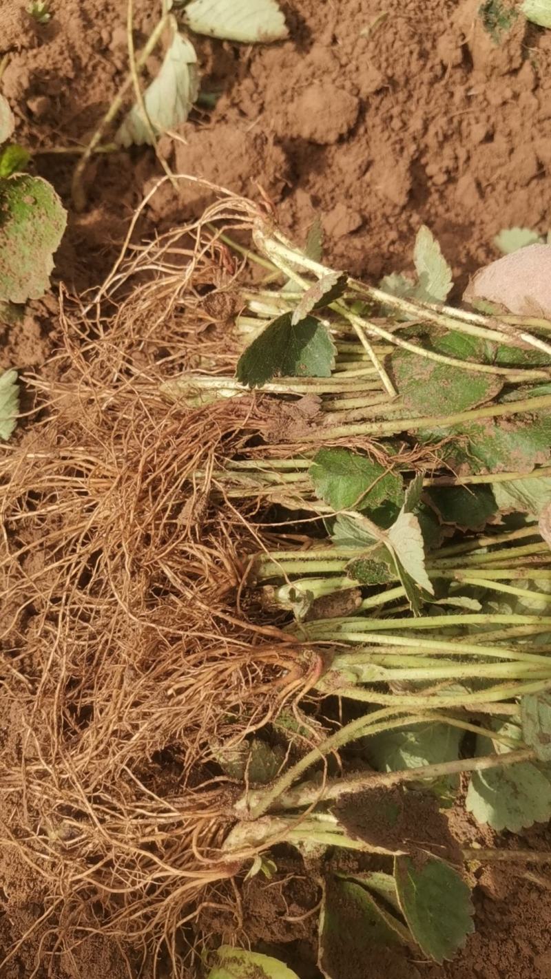 【草莓苗】妙香七号天仙醉银川基地直供视频看货自由选择