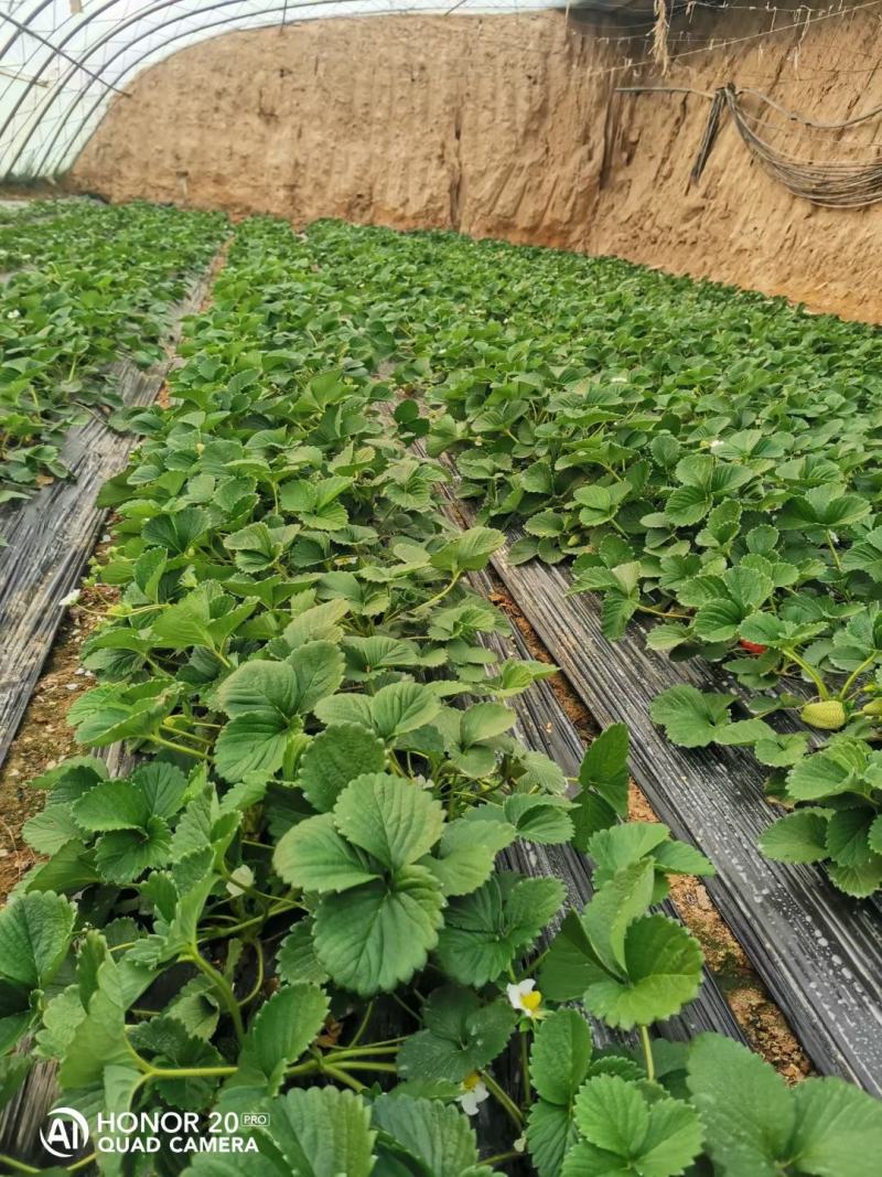 【草莓苗】妙香七号天仙醉银川基地直供视频看货自由选择