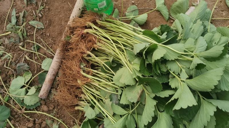 【草莓苗】妙香七号天仙醉银川基地直供视频看货自由选择