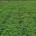 【草莓苗】妙香七号天仙醉银川基地直供视频看货自由选择