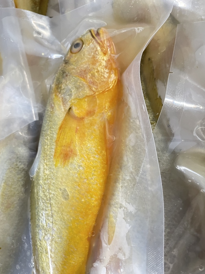 黄鱼新鲜冷冻黄鱼大黄鱼小黄鱼黄花鱼江苏海鲜水产批发