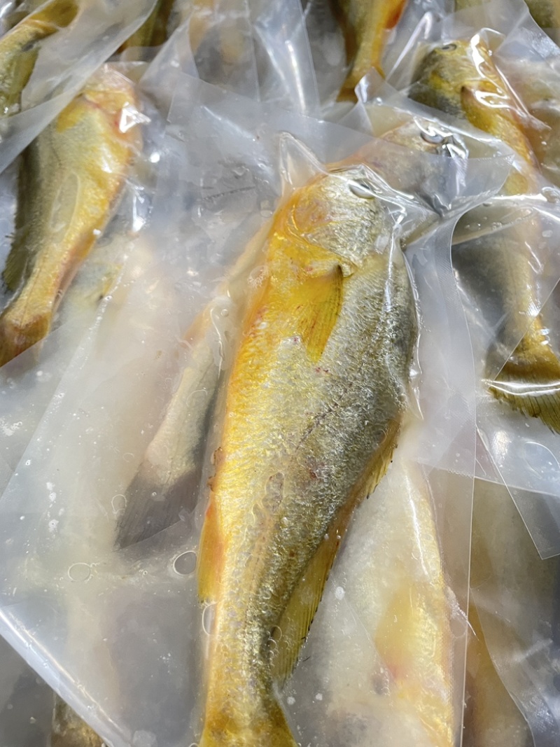 黄鱼新鲜冷冻黄鱼大黄鱼小黄鱼黄花鱼江苏海鲜水产批发