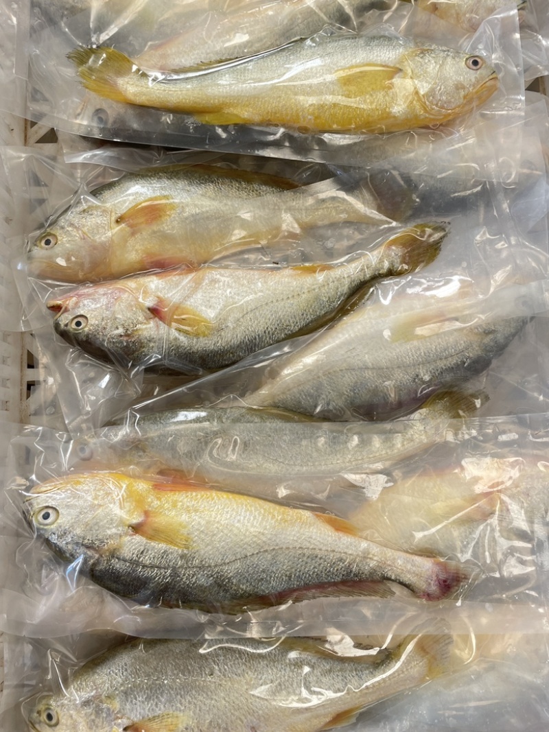 黄鱼新鲜冷冻黄鱼大黄鱼小黄鱼黄花鱼江苏海鲜水产批发