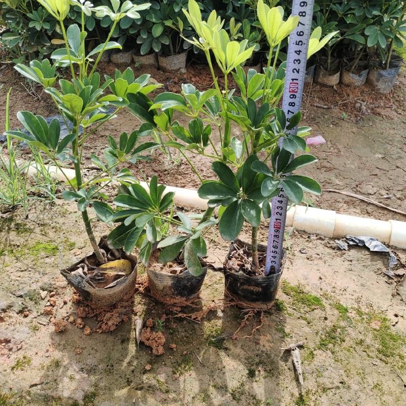 鸭脚木，品质保证，价格实惠，一手货源，自产自销，诚信经营