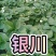 【草莓苗】妙香七号天仙醉银川基地直供视频看货自由选择