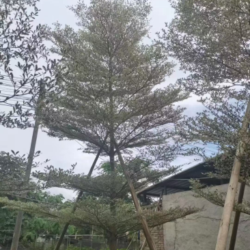 花叶榄仁